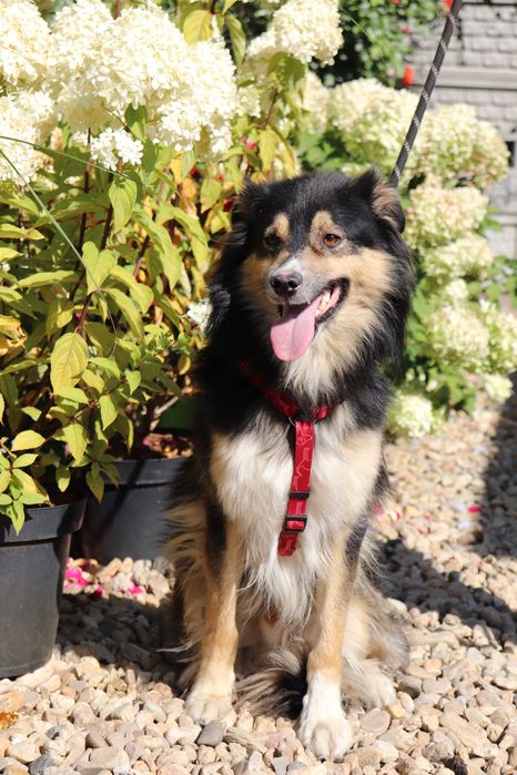 Jupik szuka kochanego domu