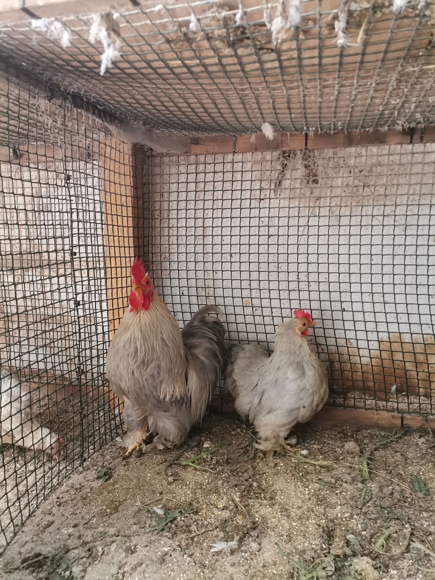 Ovos Pekin galados