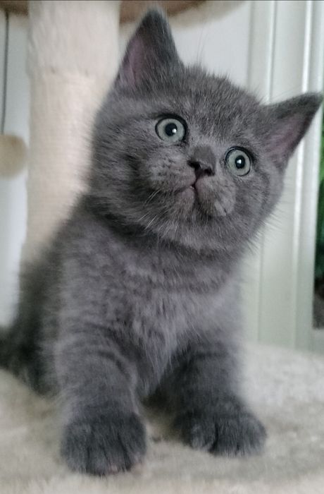 British Shorthair blue Fêmea