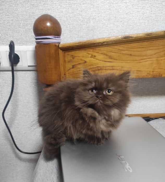 Клубна реєстрація, шотландське кошеня шоколад дівчинка