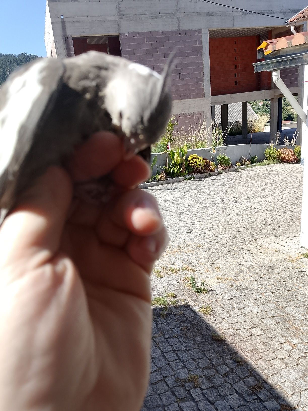 Caturras criadas a mão