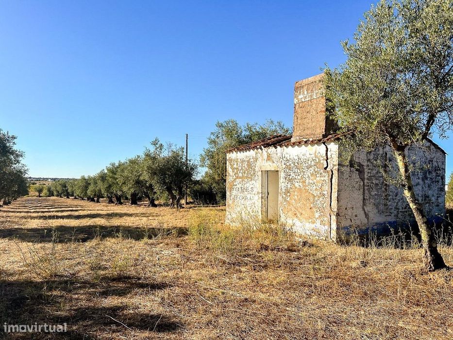 Terreno com ruína, 300 oliveiras e árvores de fruto – Estrada das V...