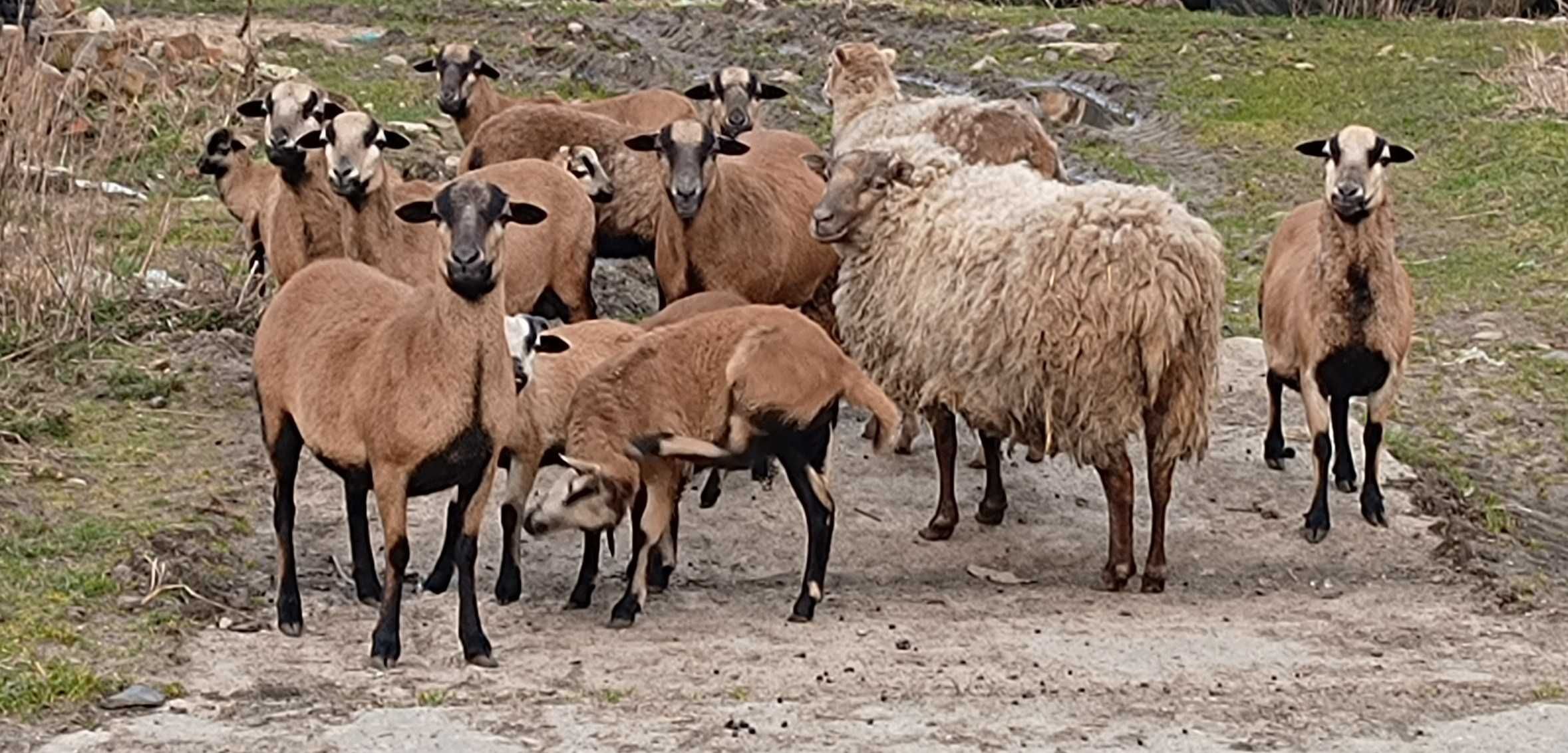 #S owieczki kameruńskie  Marianowo woj. Zachodniopom.