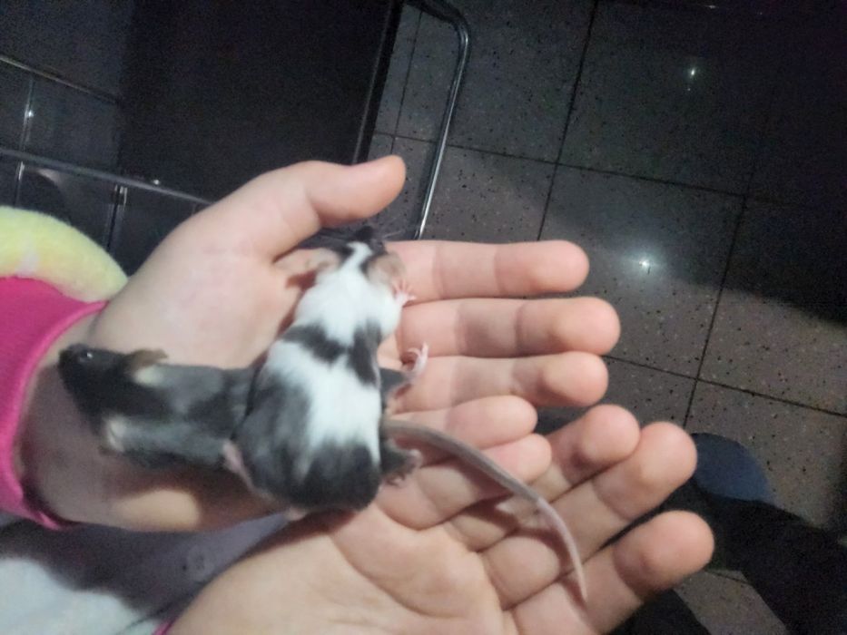 Muszy do sprzedania