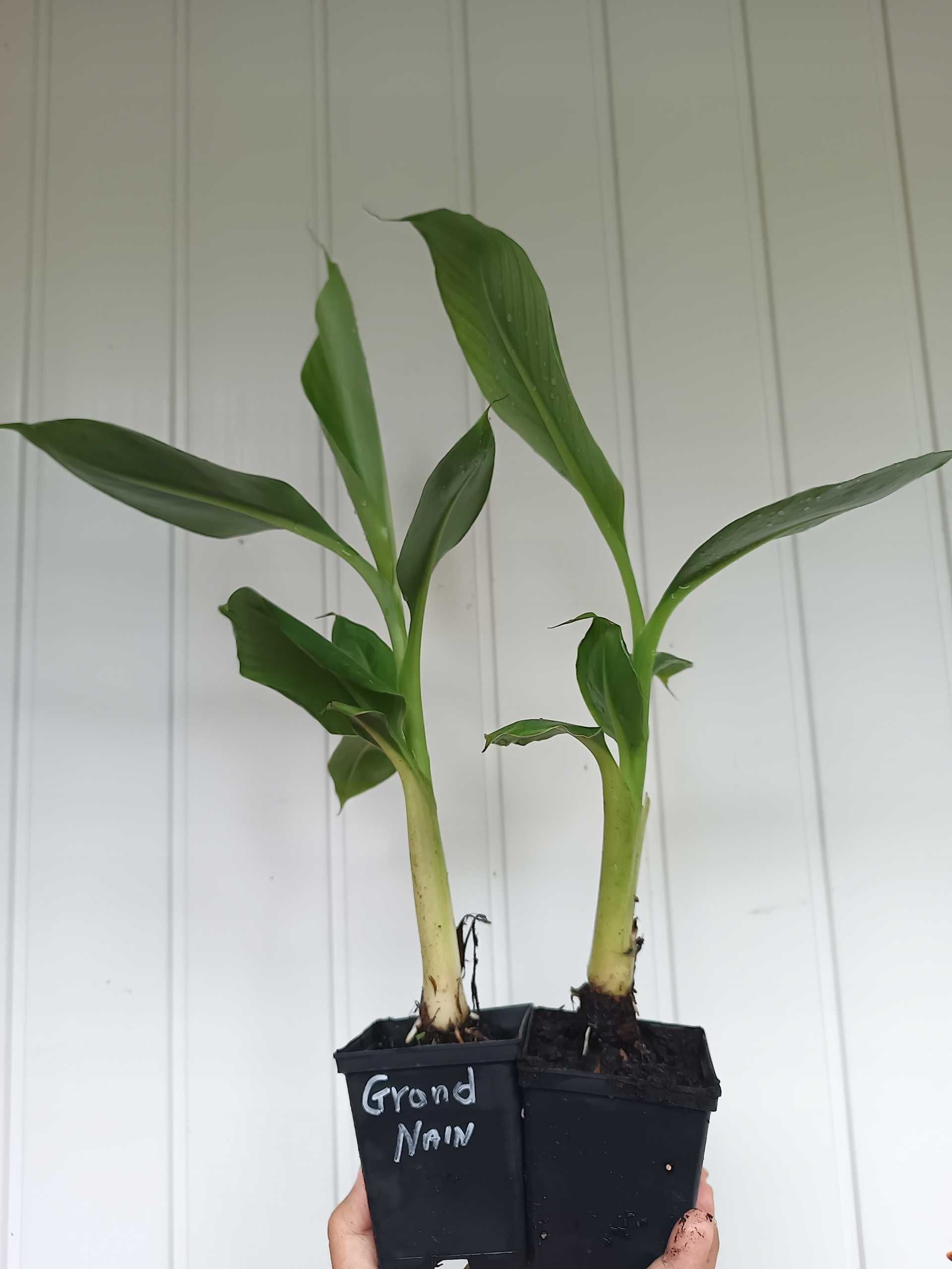Bananowiec MUSA ACUMINATA GRAND NAIN banan jadalny sadzonka P7 20-30CM