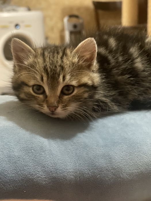 Котенок мальчик табби браун пушистый