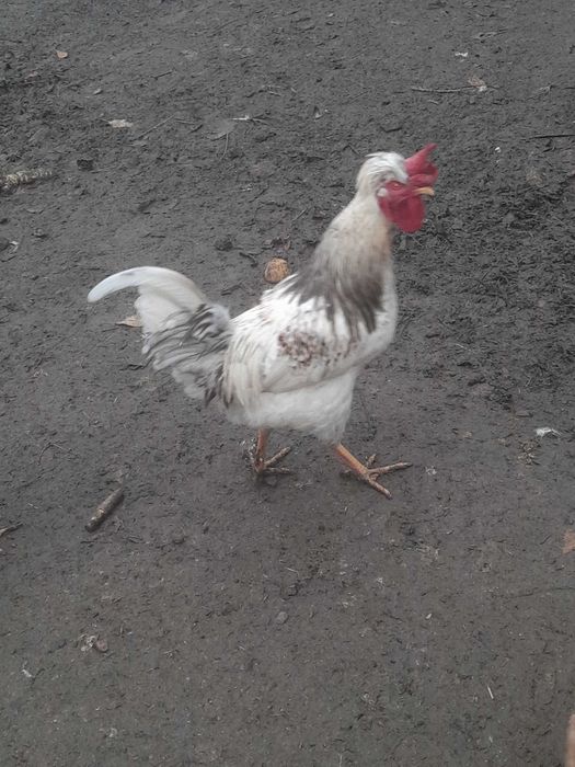 Mlode kogutki zmienia kurnik