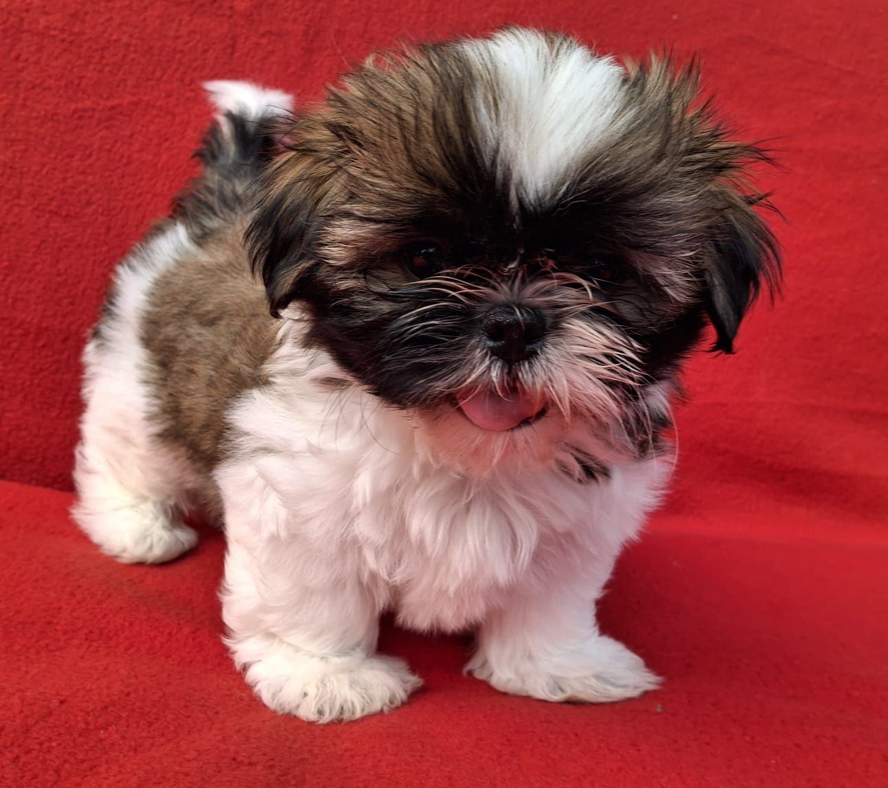 Piesek Shih-Tzu Gotowy do odbioru