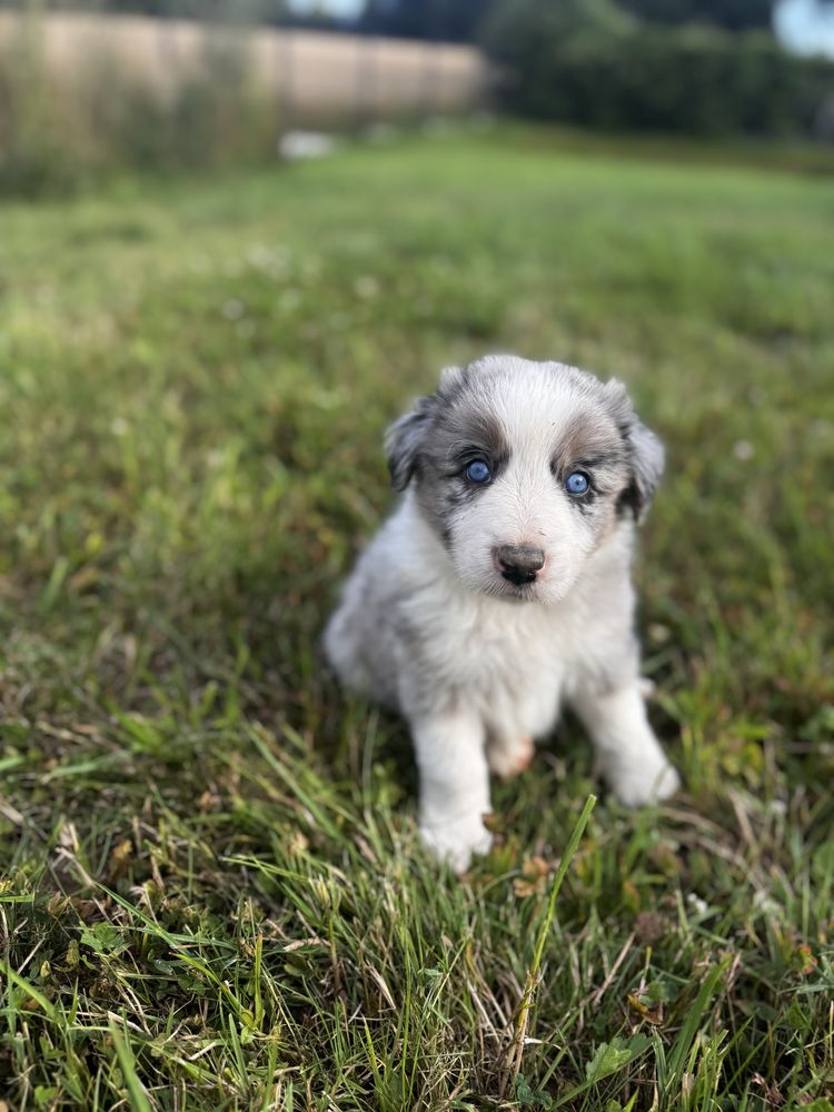 Sprzedam Psa Border Collie (Pies)