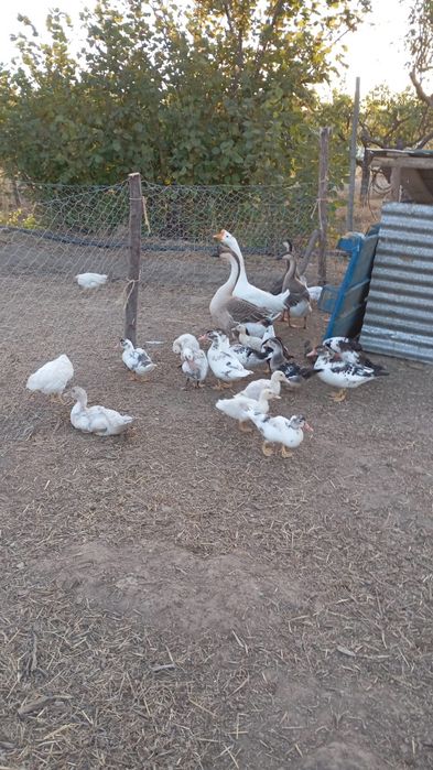 Vendo patos mudos