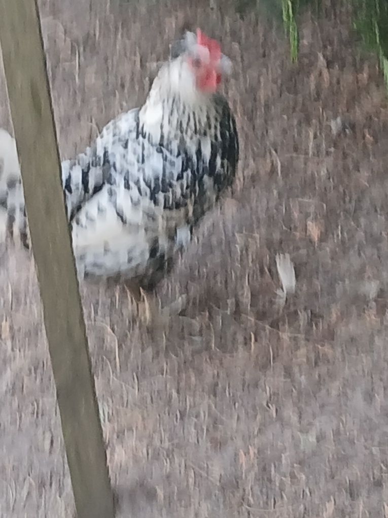 Sprzedam kurczaki od pokazanych kur,w różnym wieku