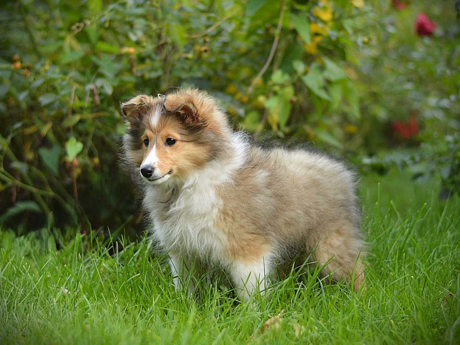 Owczarek szetlandzki, Sheltie, szczeniak, SUCZKA śniada FCI