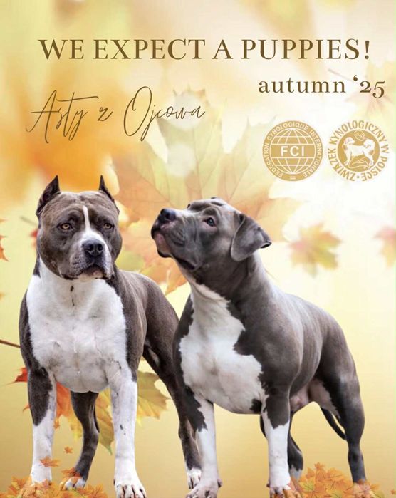 Piękny i mocny amstaff