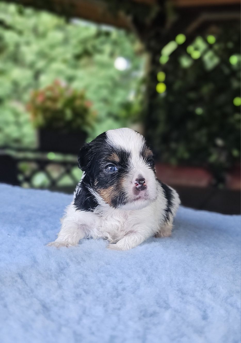 Biewer Yorkshire Terrier śliczny piesek york