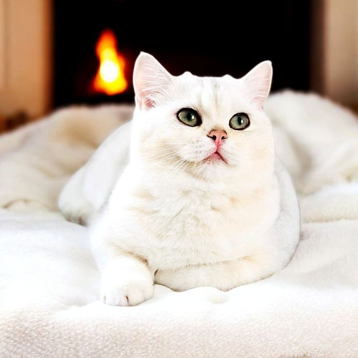 Шиншили дівчата для люблячої родини