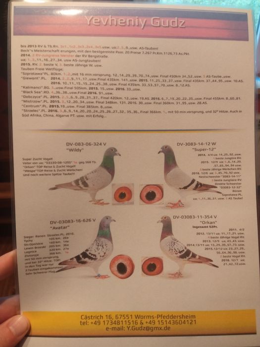 Gołębie pocztowe samica DV