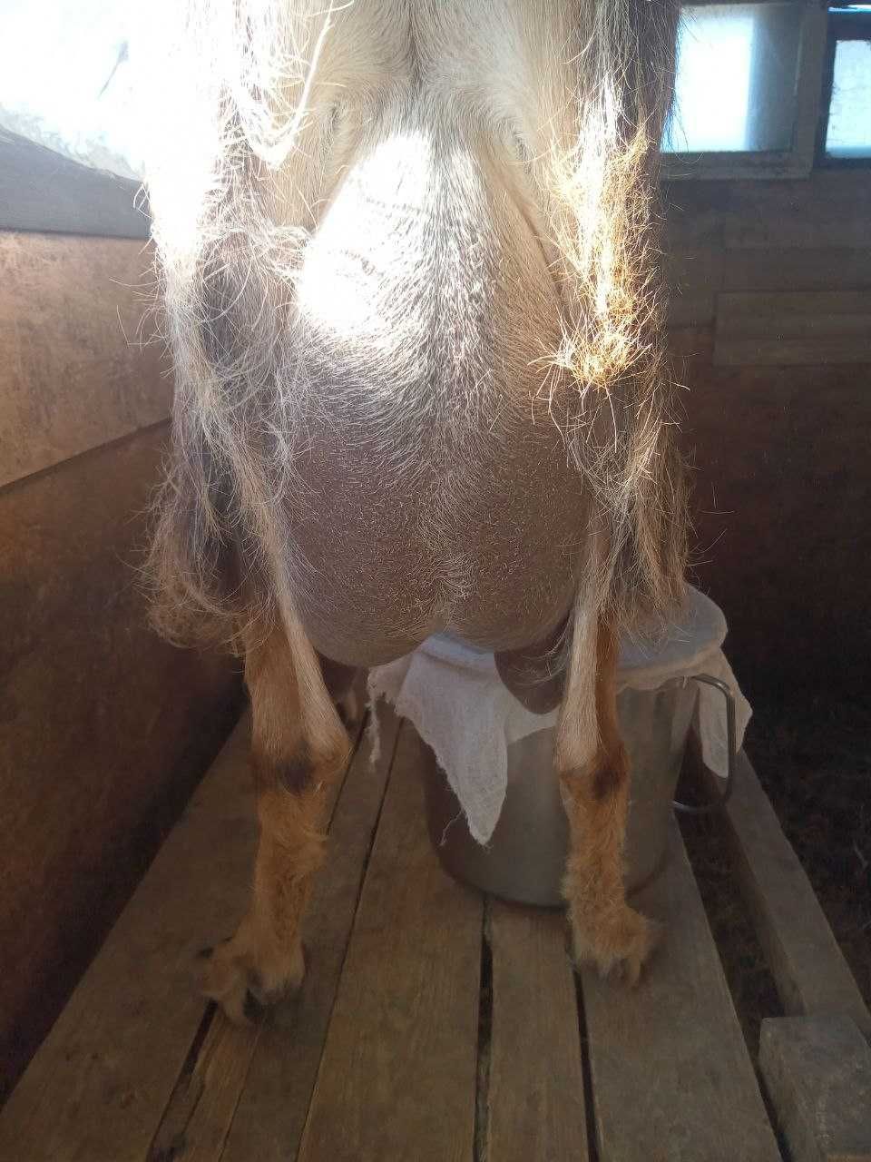 продам двух дойных коз