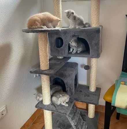 Котячий будиночок дерев'яний сірий