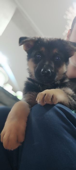 Щенок немецкой овчарки