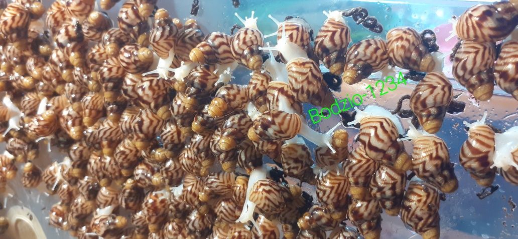 Wysyłka - Ślimaki afrykańskie achatina Reticulata Albino ( olbrzymie )