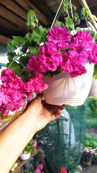 Продам зрізи та вкорінені сортові пеларгонії