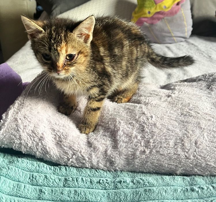 Mała kotka szara ruda