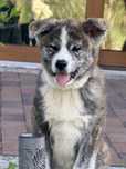 Akita inu samiczka