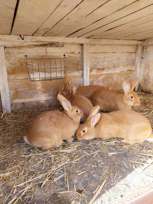 Króliki burgundzkie