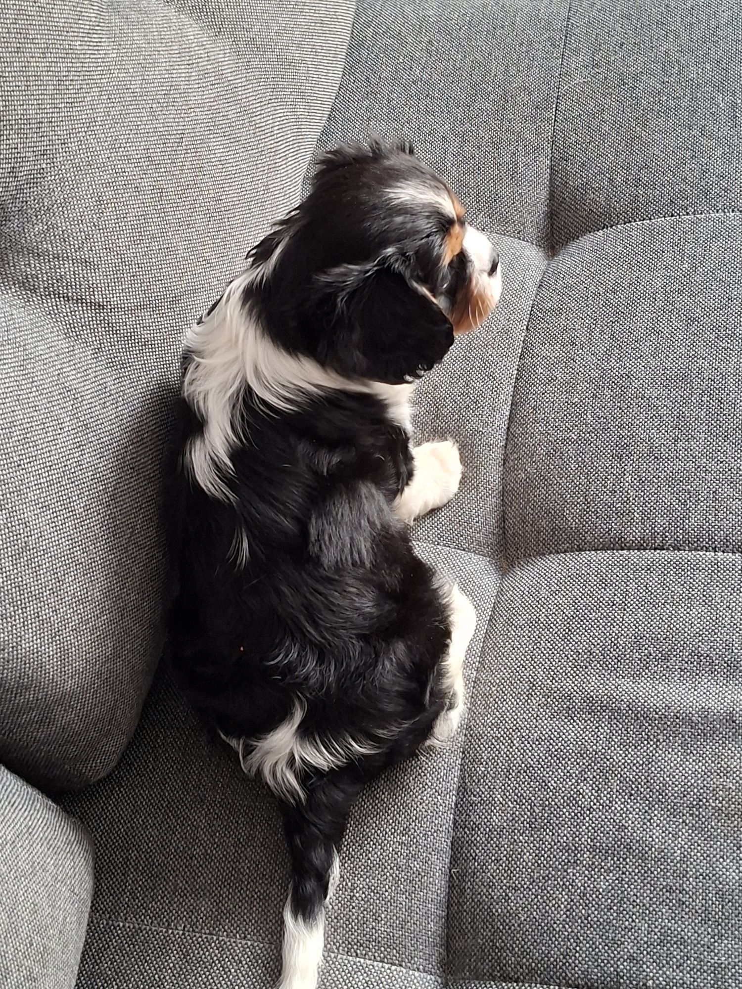 Cavalier King Charles Spaniel piesek