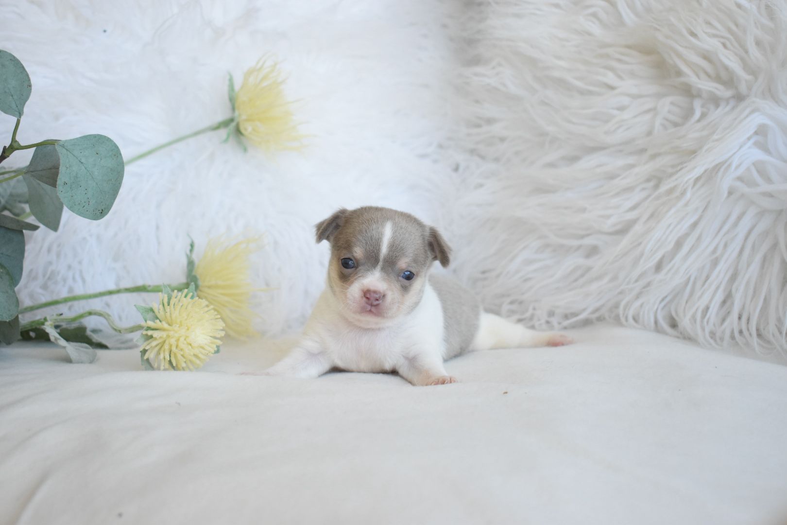 Chihuahua .Cabeça de maçã. Branco e azul dr olhos azuis.