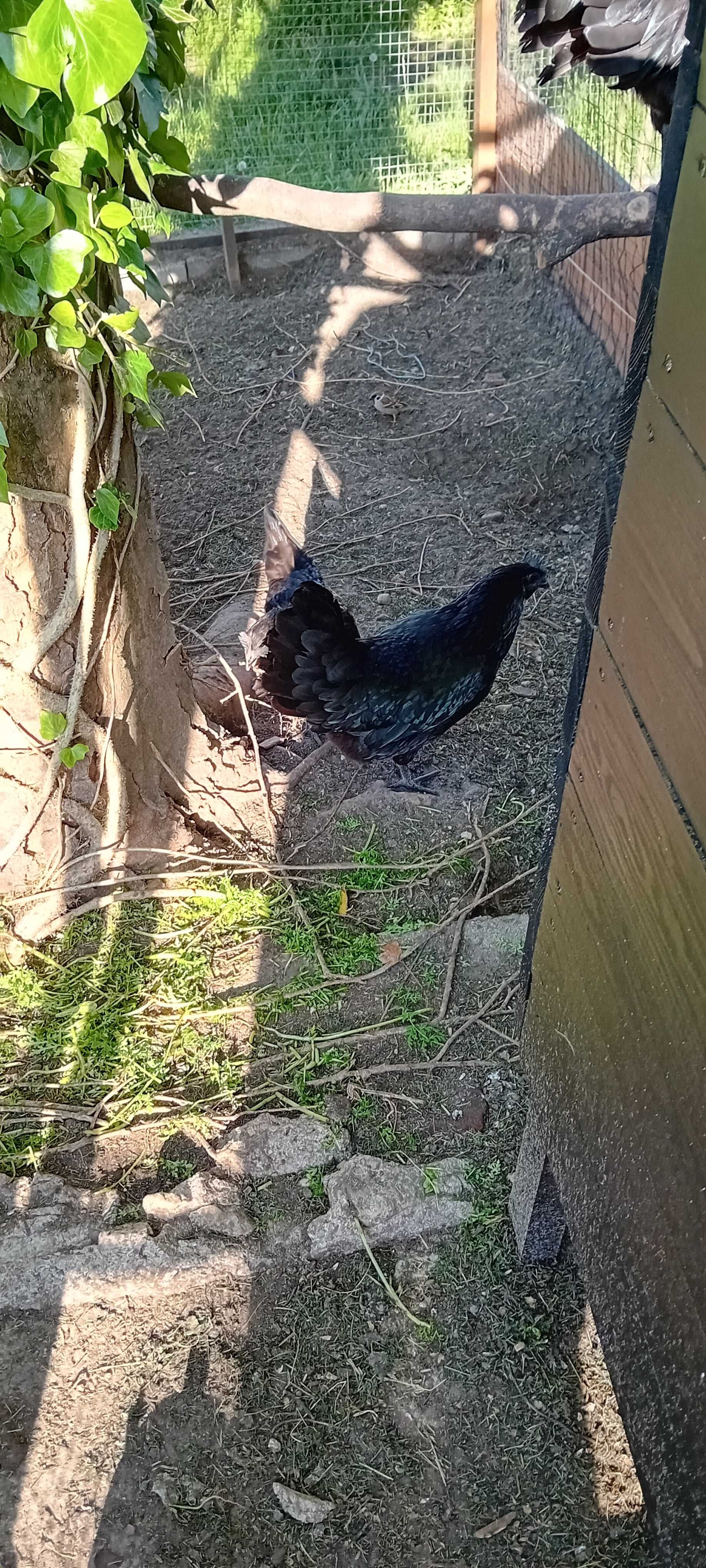 Jaja  Ayam cemani