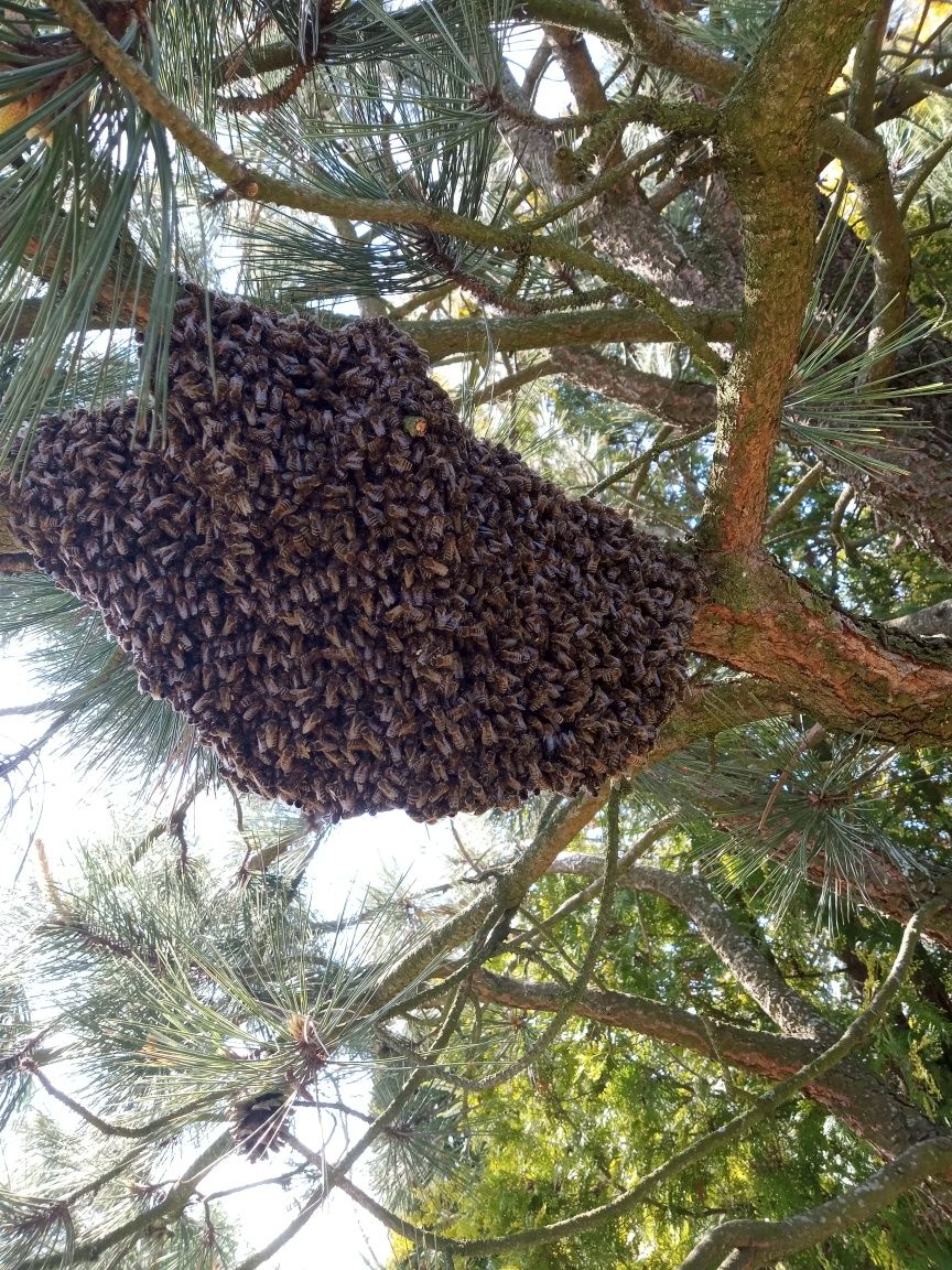 Sprzedam odklady, pszczele rodziny