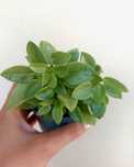 Peperomia Pixie Lime