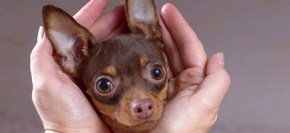 В'язка собак той-тер'єр