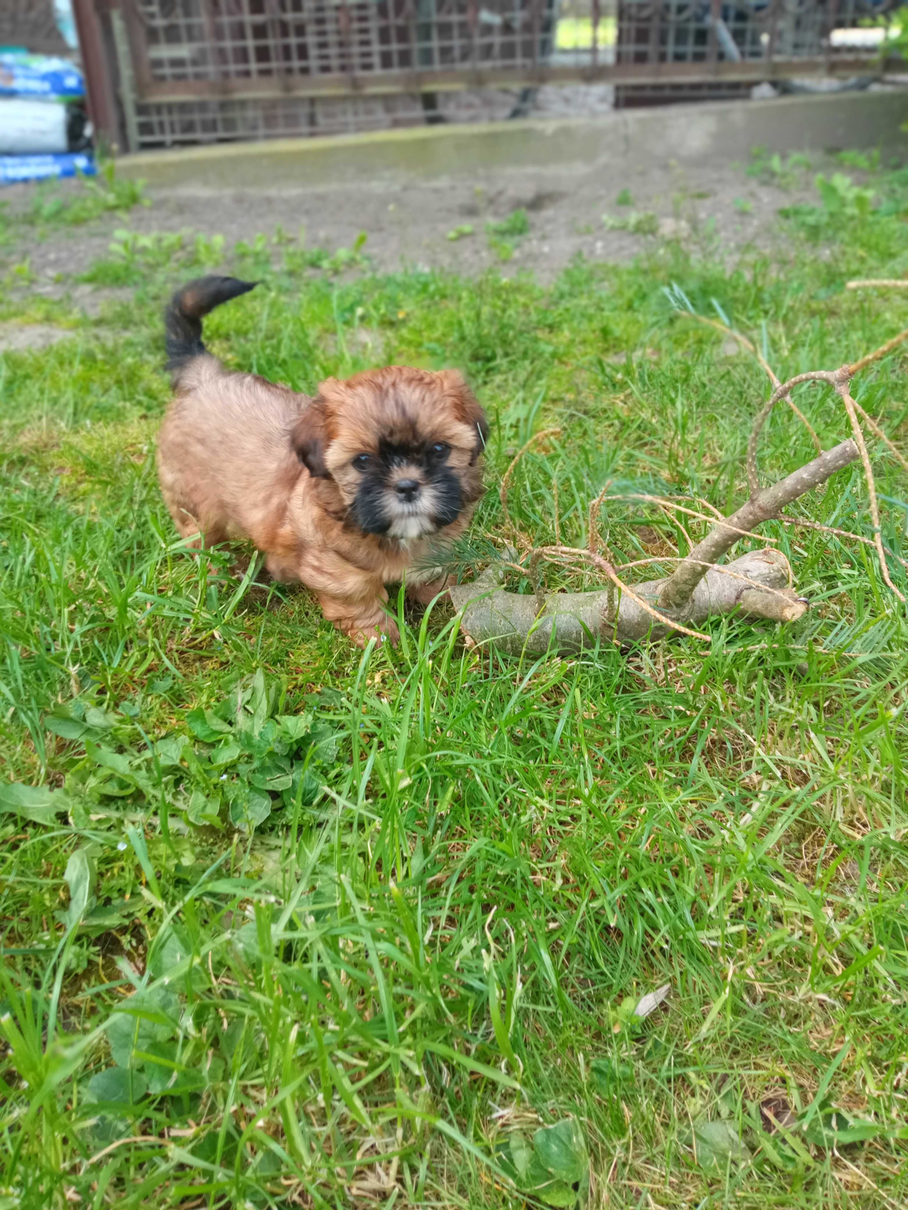 Suczka Mini Shih Tzu brązowo czekoladowa -Rodowód v pok.do odbioru