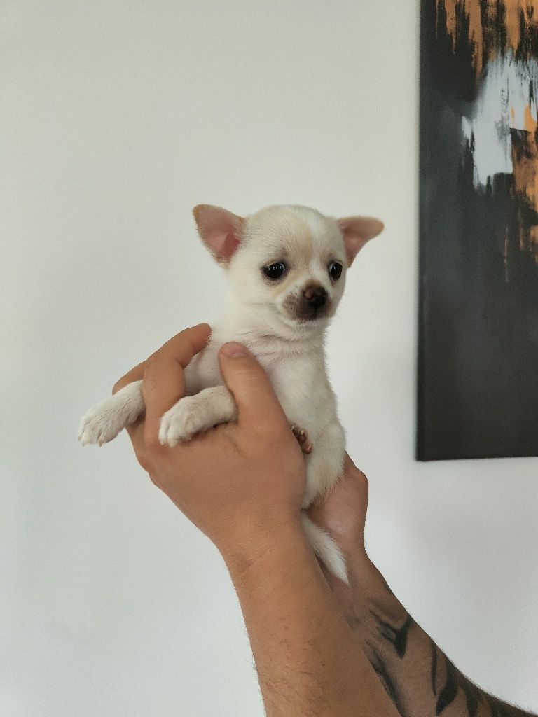 Chihuahua piesek
