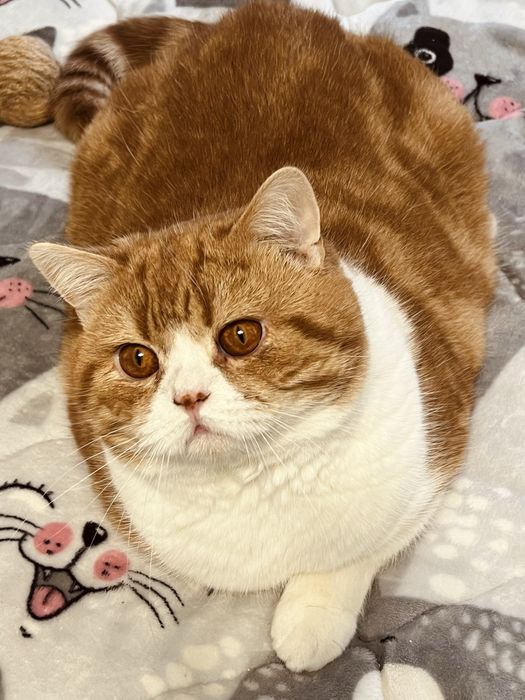 Шотландський котик.