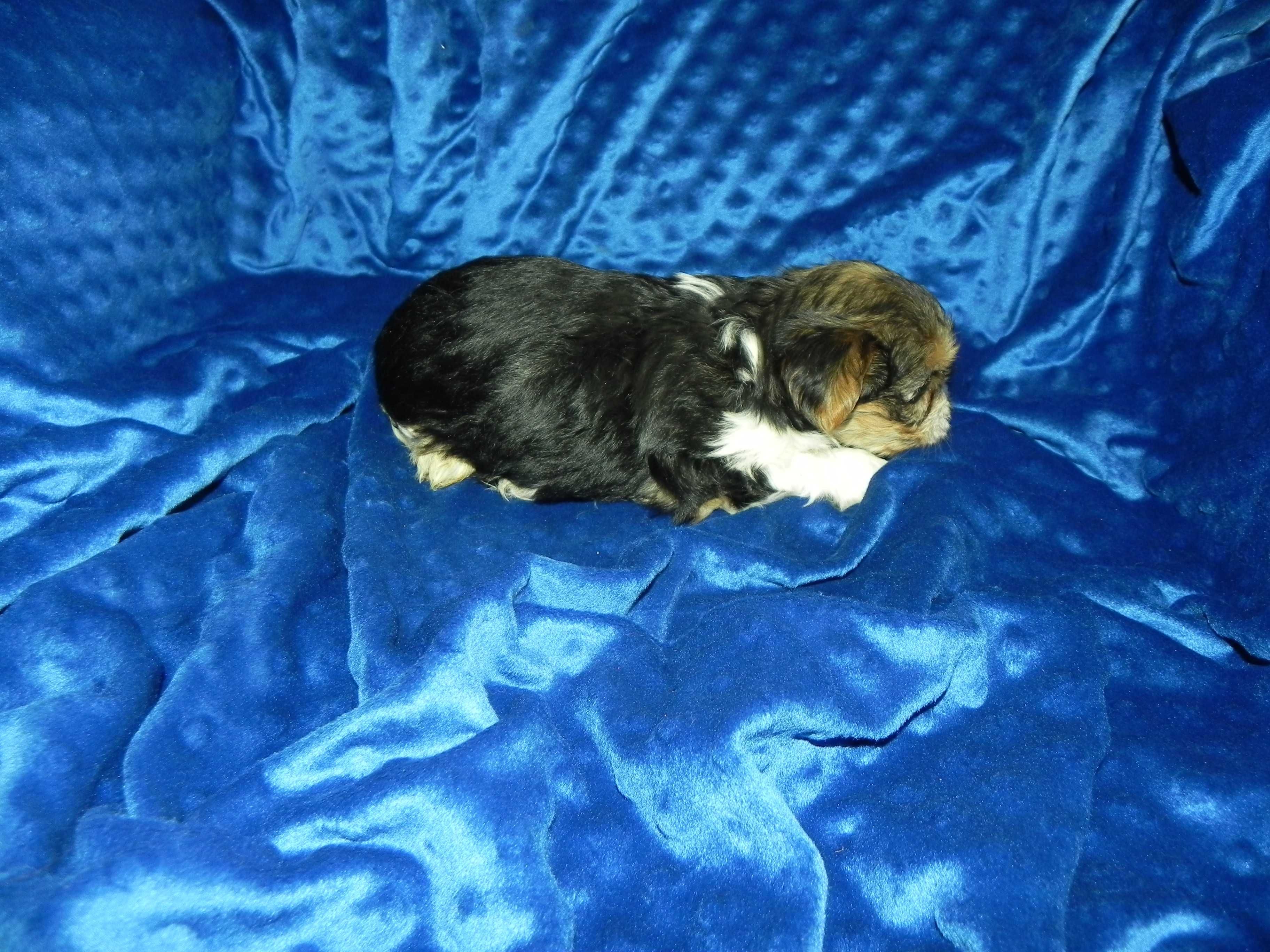 Biewer Yorkshire terrier -chłopak z Rybnika