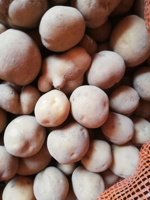 Ziemniaki pszowe odpadowe dla bydła