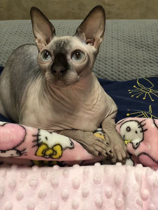 Кошка шоколадный поинт