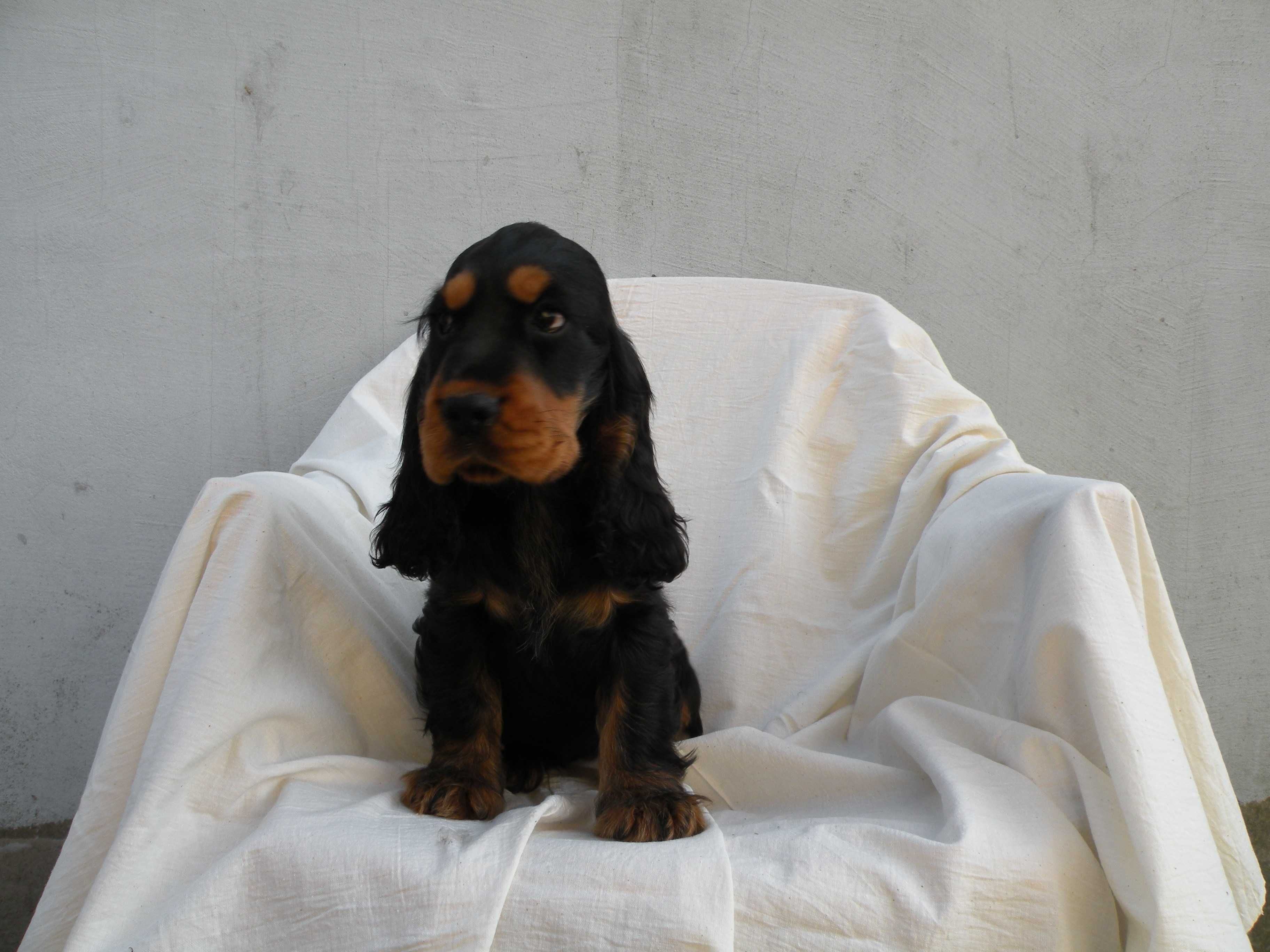 cocker spaniel angielski