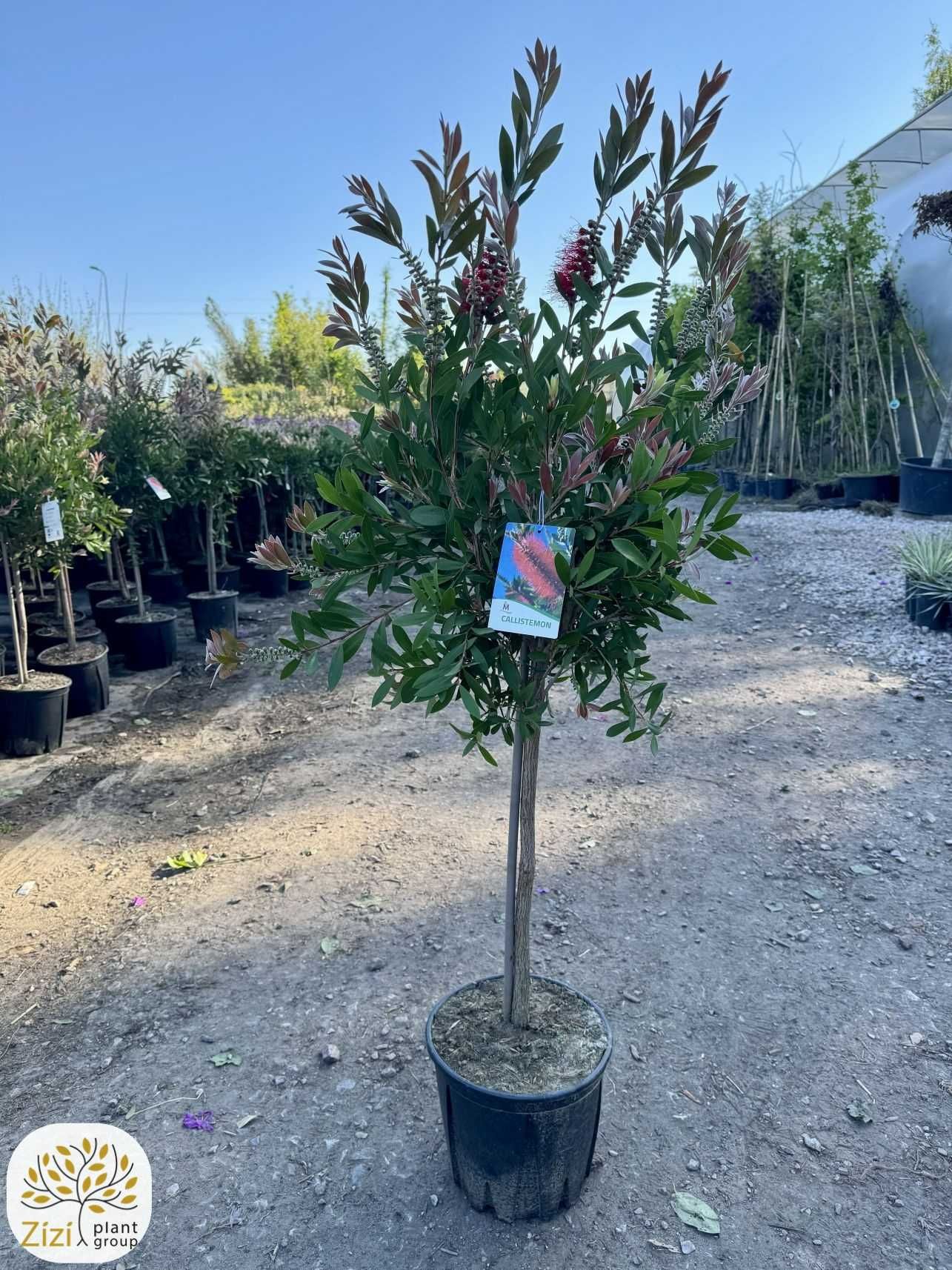 Callistemon 'Laevis', Kuflik, Ø30cm, pień 60cm, czerwone kwiaty