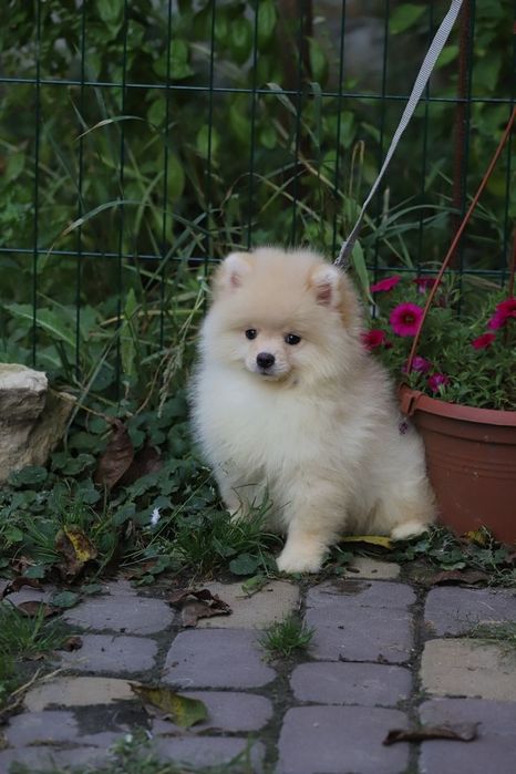 Шпіц хлопчик ведмедик