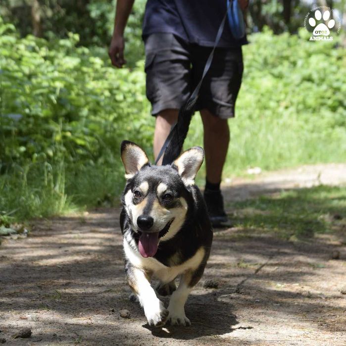 Cudowna Czarusia szuka domu!