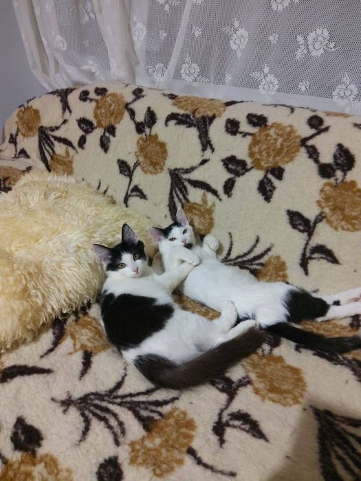 Гарненькі котики шукають Люблячу Сім'ю