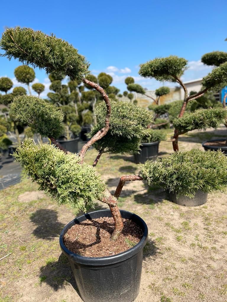 BONSAI Jałowiec Hetzii 130-150 cm Cena 3500 zł