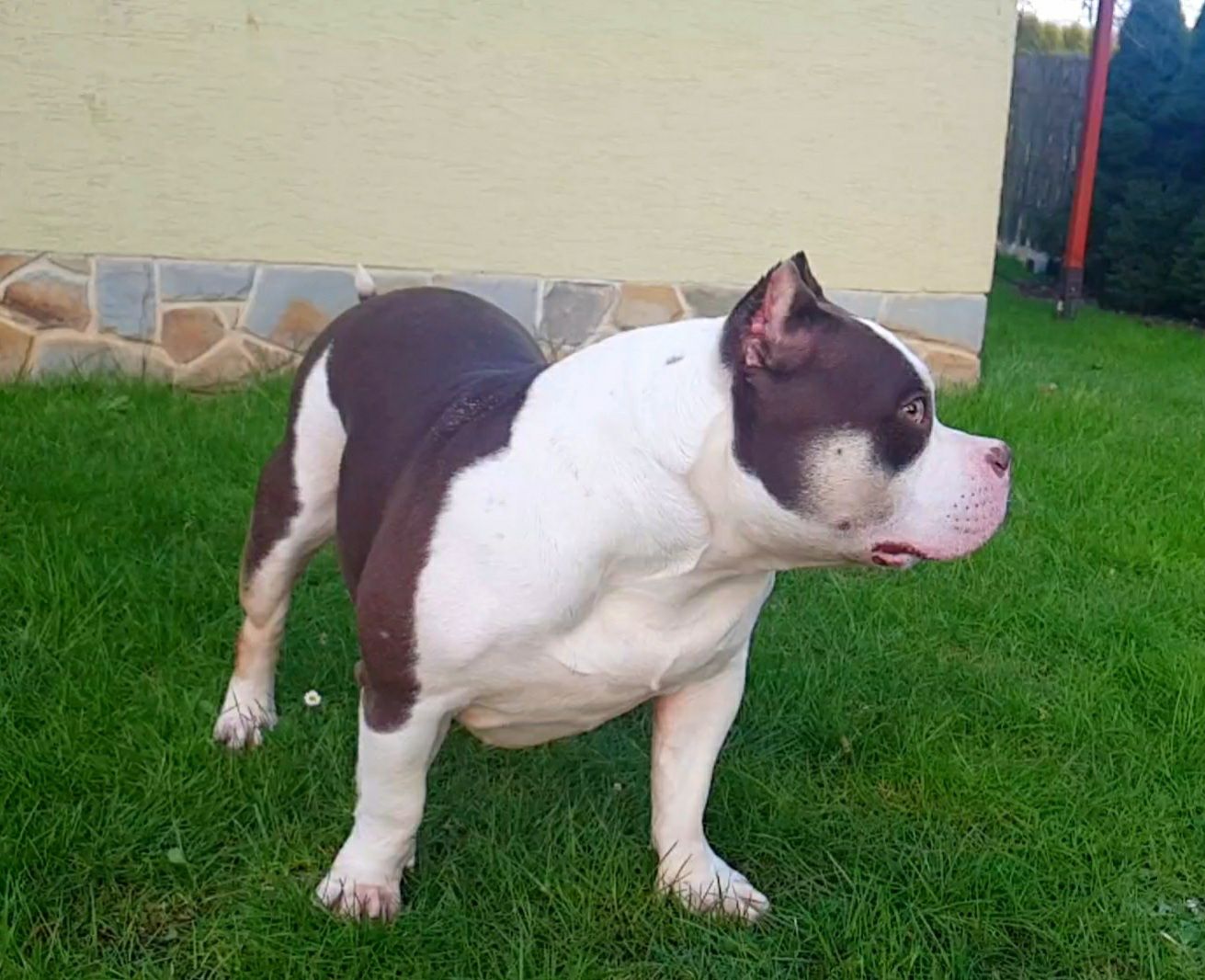 American Bully Suczka