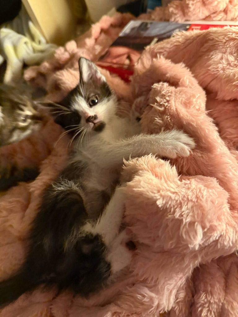 Trójka kociąt poleca się do adopcji!!