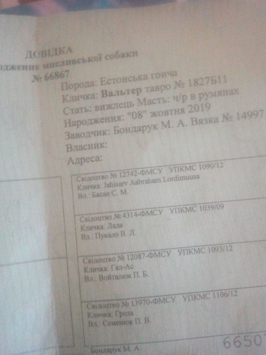 Вязка срочно Естонська гончая