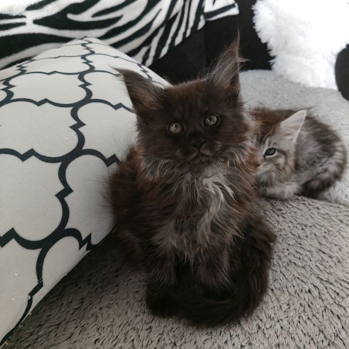 Kiara piękna Maine coon